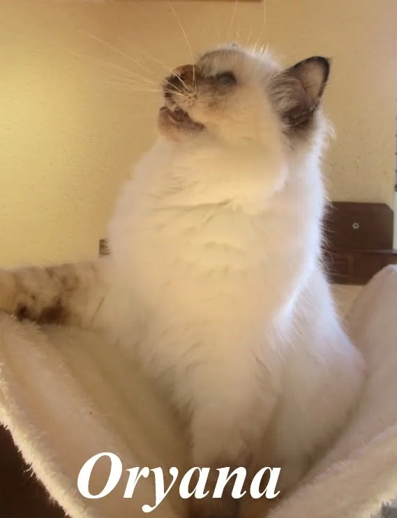 Qryana the cosy Beauty – Birma (Heilige Birma), Chocolate Tortie Point – Foto 2
