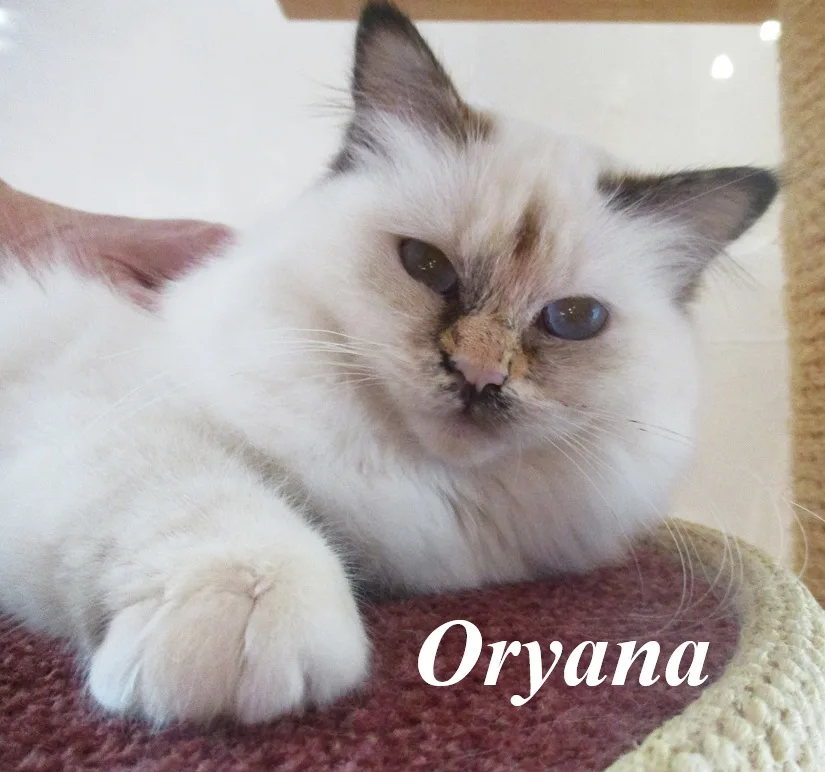 Qryana the cosy Beauty – Birma (Heilige Birma), Chocolate Tortie Point – Foto 3