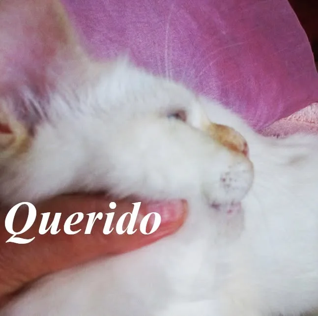 Querido the cosy Beauty – Birma (Heilige Birma), Red Point – Foto 2