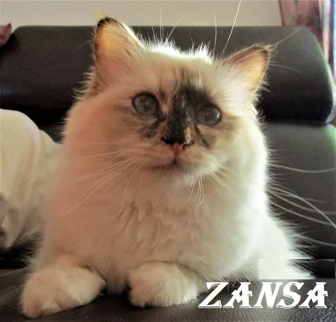 Zansa the cosy One